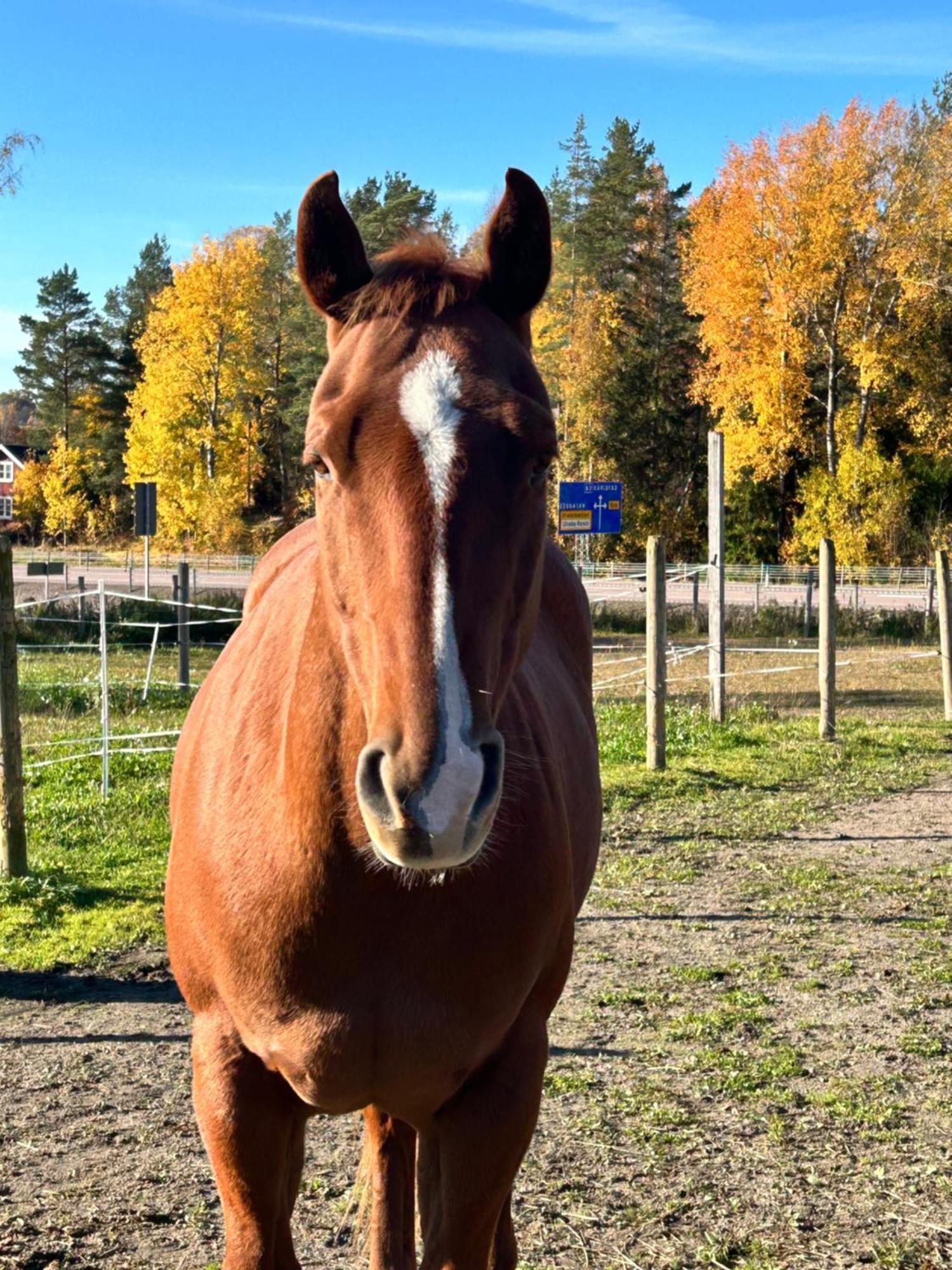 Ulvsby Ranch Western Camp 卡尔斯塔德 外观 照片